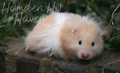 Jolly Cream Giant- Red Eyed Cream Banded Longhaired